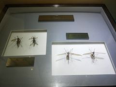 -上海昆虫博物馆