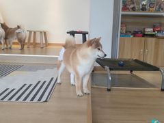 -南京Hallo宠物乐园·哈罗犬舍·柴犬繁育基地