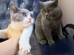 -袖虎宠物(锦绣生态园店)