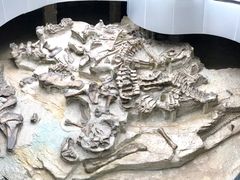 -自贡恐龙博物馆