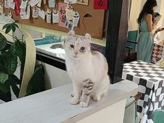 -猫小院猫主题餐厅(南锣旗舰店)