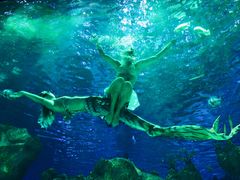 -芜湖新华联大白鲸海洋公园