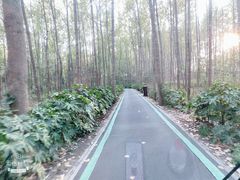 -合肥滨湖国家森林公园