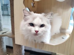 -瞄一喵猫咖(格力海岸店)
