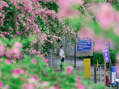 -深圳仙湖植物园-停车场