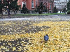 iphone_upload_pic-北海道厅旧本厅舍(旧本庁舎)