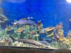 -泉州海丝野生动物世界