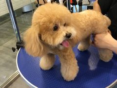 -PETKIT小佩宠物(古北店)