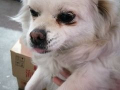 -辛巴宠物医疗中心·骨科·内分泌专科·心肾专科(亭林公园店)