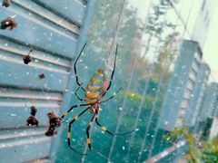 -白鹭湾湿地公园