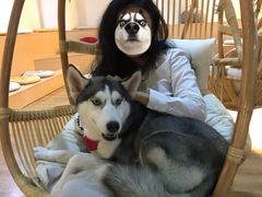 -Husky Go! 哈士奇体验馆·宠物咖啡厅狗咖