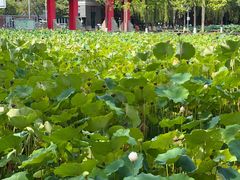 -四川大学(望江校区)