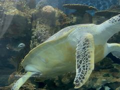 -上海海洋水族馆