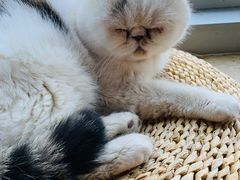 -Cappucimeow猫咪咖啡馆(韦伯时代店)