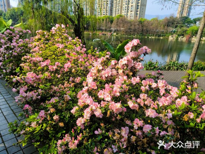 琴亭湖公园图片