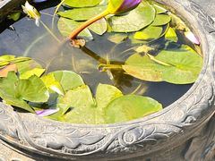 -深圳仙湖植物园