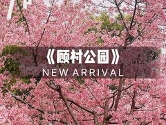 -顾村公园