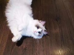 -萌宠之家·腊肠犬·马尔泰·小体犬舍
