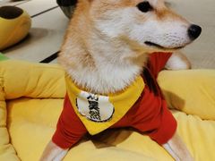 -逗柴咖啡屋·狗咖猫咖宠物桌游