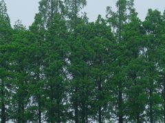 -良渚古城遗址公园