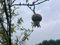 -宜兴龙背山森林公园