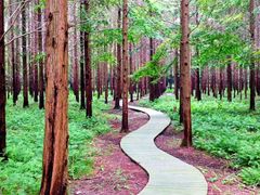 -黄海国家森林公园