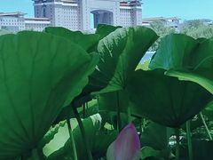 -莲花池公园