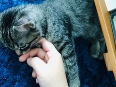-美联众合宠物医院·爱萌分院·内外科·猫科中心