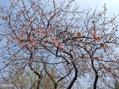 -元大都城垣遗址公园