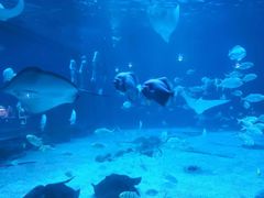 -烟台海昌鲸鲨海洋公园