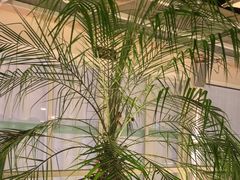 -芭厘农庄老字号·清远鸡
