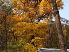 -北京上方山国家森林公园