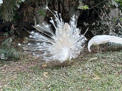 -广州长隆野生动物世界