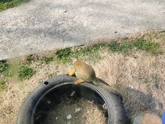 -苏州上方山国家森林公园