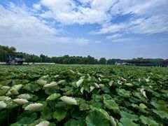 -石家庄市植物园