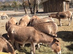-大青山野生动物园
