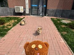 -派美特宠物医院·核磁CT·骨科肿瘤·疑难转诊(沈农禾丰店)