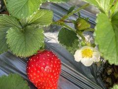 -甜心庄园·甜心草莓采摘园(西青中北店)