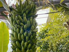 -呀路古热带植物园
