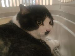 -瑞派·关忠动物医院·猫专科·犬专科(三环新城店)