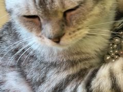 -藏猫猫咖啡主题馆(中央大道店)