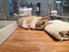 -狗道宠物(常熟印象城店)