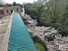 -武汉大学-樱园