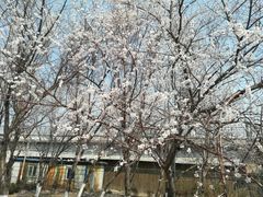 -长白岛森林公园