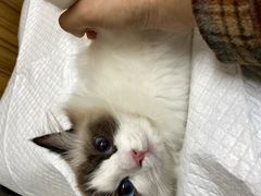 -御宝贝24h宠物医院·转诊中心·CT核磁血透中心(厦门总院)
