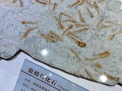 -中国第四纪冰川遗迹陈列馆