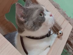 -李小姐の猫咖啡馆(五角场店)
