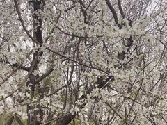 -桃花堤公园