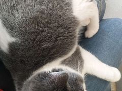 -飞行喵MR PILOT|猫舍·猫咖(静安大融城店)