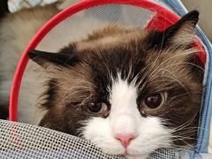 -美联众合动物医院·24h转诊中心
